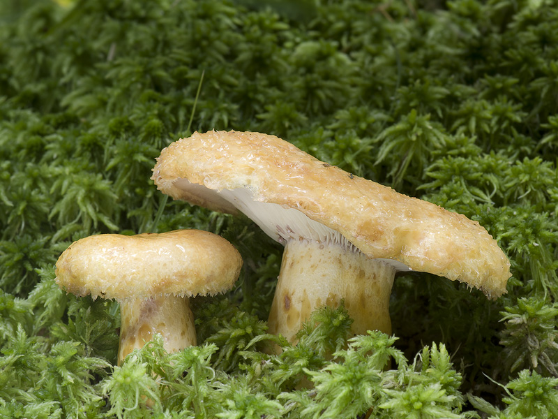 Lactarius repraesentaneus